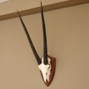 Oryx (Oryx gazella) Antilope Spießbock Afrika Schädeltrophäe Hornlänge 78 cm auf Trophäenschild #88.3.77