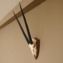 Oryx (Oryx gazella) Antilope Spießbock Afrika Schädeltrophäe Hornlänge 78 cm auf Trophäenschild #88.3.77
