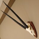 Oryx (Oryx gazella) Antilope Spießbock Afrika Schädeltrophäe Hornlänge 78 cm auf Trophäenschild #88.3.77
