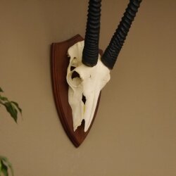 Oryx (Oryx gazella) Antilope Spießbock Afrika Schädeltrophäe Hornlänge 78 cm auf Trophäenschild #88.3.77