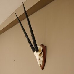 Oryx (Oryx gazella) Antilope Spießbock Afrika Schädeltrophäe Hornlänge 78 cm auf Trophäenschild #88.3.77