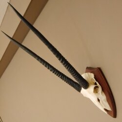 Oryx (Oryx gazella) Antilope Spießbock Afrika Schädeltrophäe Hornlänge 78 cm auf Trophäenschild #88.3.77