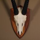 Oryx (Oryx gazella) Antilope Spießbock Afrika Schädeltrophäe Hornlänge 83 cm auf Trophäenschild #88.3.78