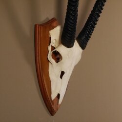 Oryx (Oryx gazella) Antilope Spießbock Afrika Schädeltrophäe Hornlänge 83 cm auf Trophäenschild #88.3.78