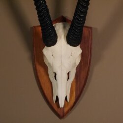 Oryx (Oryx gazella) Antilope Spießbock Afrika Schädeltrophäe Hornlänge 83 cm auf Trophäenschild #88.3.78