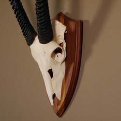 Oryx (Oryx gazella) Antilope Spießbock Afrika Schädeltrophäe Hornlänge 83 cm auf Trophäenschild #88.3.78