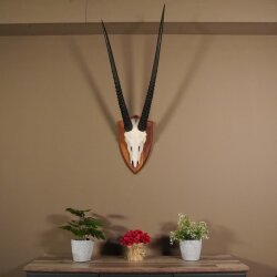 Oryx (Oryx gazella) Antilope Spießbock Afrika Schädeltrophäe Hornlänge 83 cm auf Trophäenschild #88.3.78
